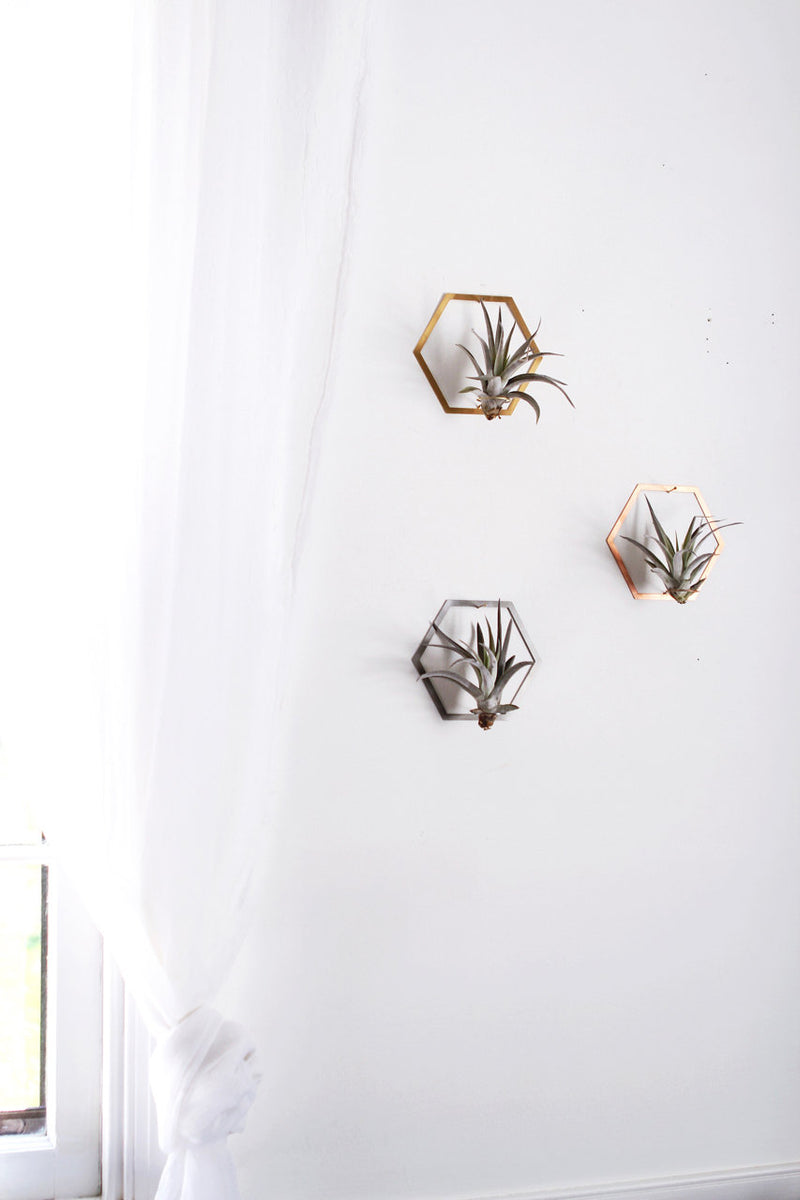 mkono air plant frame Hexagon Frame Air Plant Wall Holder – Pauline Stanley Studio + Rare Bird Co