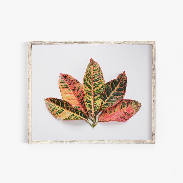 New Nature Photography Print: Leaf Fan, Dahlias + Peonies