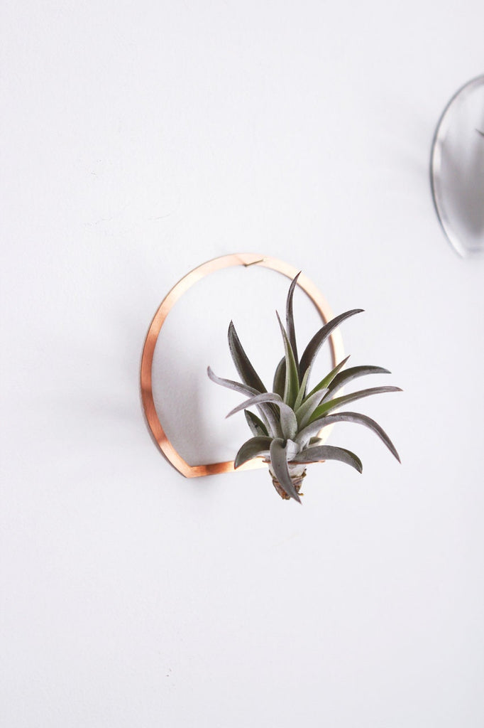 air plant picture frame Arch Frame Air Plant Wall Holder – Pauline Stanley Studio + Rare Bird Co