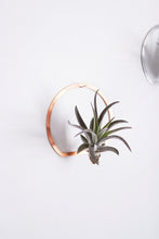 Load image into Gallery viewer, Arch Frame Air Plant Wall Holder