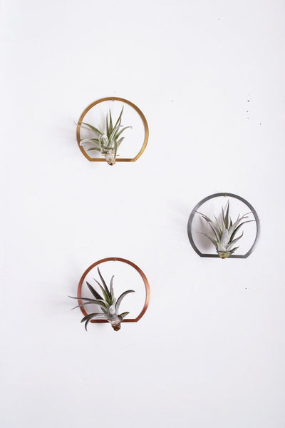 Arch Frame Air Plant Wall Holder