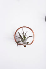 Load image into Gallery viewer, Arch Frame Air Plant Wall Holder