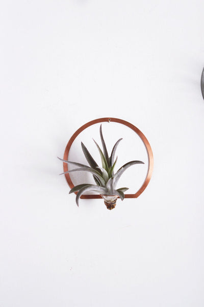 Arch Frame Air Plant Wall Holder