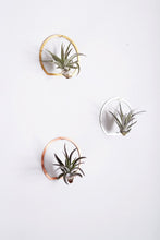 Load image into Gallery viewer, Arch Frame Air Plant Wall Holder