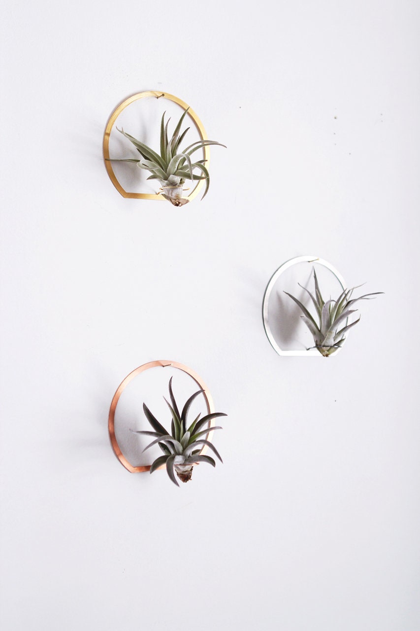 wall mounted air plant holders Arch Frame Air Plant Wall Holder – Pauline Stanley Studio + Rare Bird Co