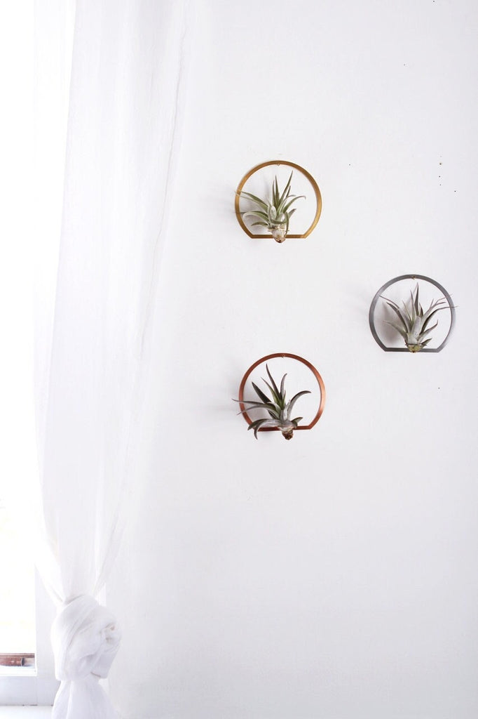 air plant wall frame Arch Frame Air Plant Wall Holder – Pauline Stanley Studio + Rare Bird Co