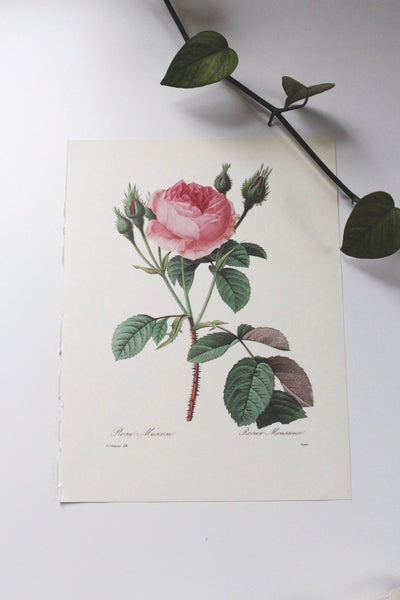 Vintage P. J. Redoute Book Plates Flora Bouquets Prints | Sold Individually
