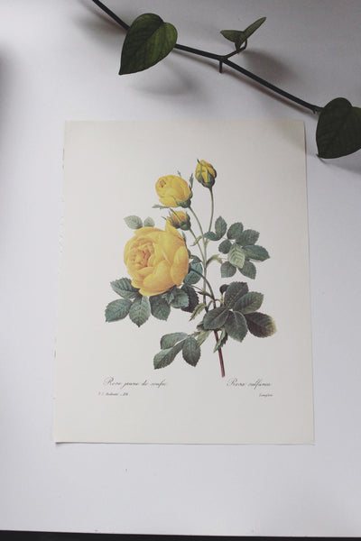 Vintage P. J. Redoute Book Plates Flora Bouquets Prints | Sold Individually