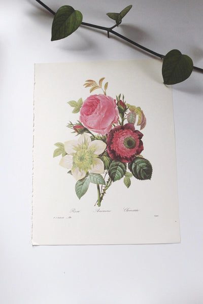 Vintage P. J. Redoute Book Plates Flora Bouquets Prints | Sold Individually