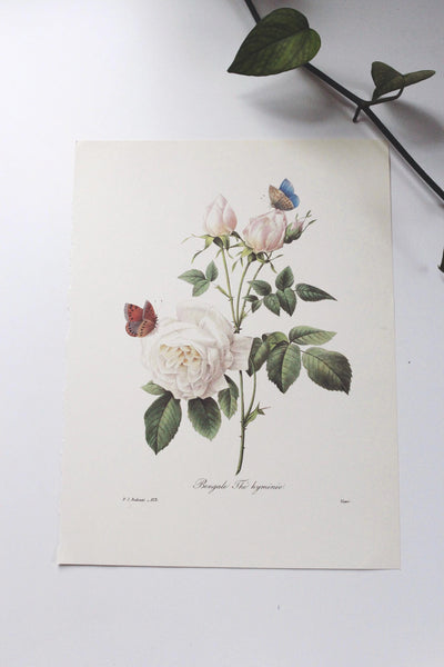 Vintage P. J. Redoute Book Plates Flora Bouquets Prints | Sold Individually