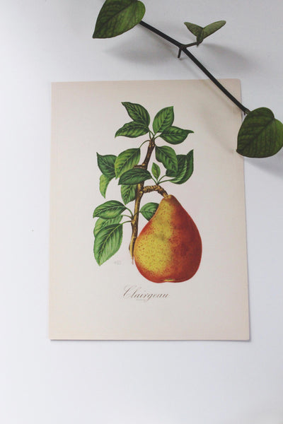 Vintage Sidney Z. Lucas 1951 Fruit Bouquet Prints | Sold Individually
