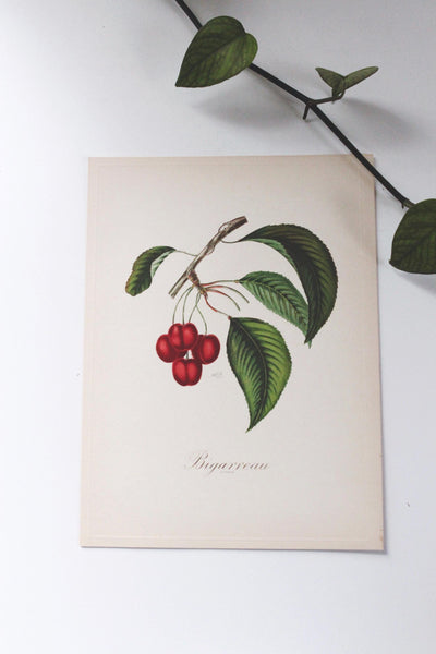 Vintage Sidney Z. Lucas 1951 Fruit Bouquet Prints | Sold Individually