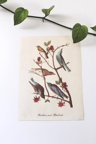 Vintage Audubon Bird Paintings Original Prints