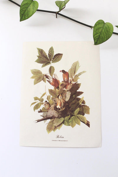 Vintage Audubon Bird Paintings Original Prints