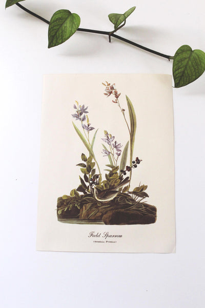 Vintage Audubon Bird Paintings Original Prints