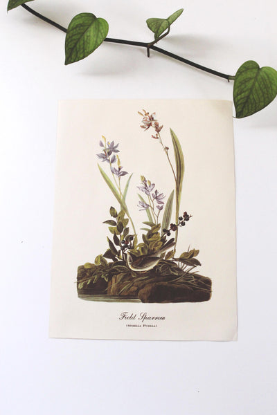 Vintage Audubon Bird Paintings Original Prints