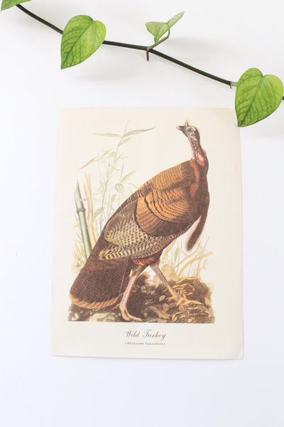 Vintage Audubon Bird Paintings Original Prints