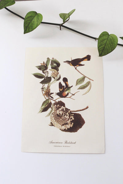 Vintage Audubon Bird Paintings Original Prints