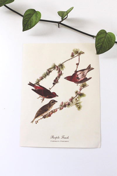 Vintage Audubon Bird Paintings Original Prints