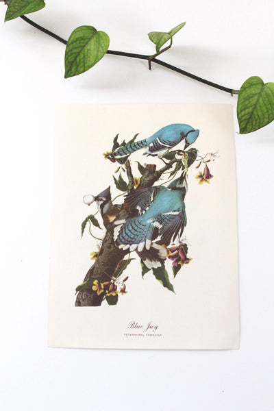 Vintage Audubon Bird Paintings Original Prints