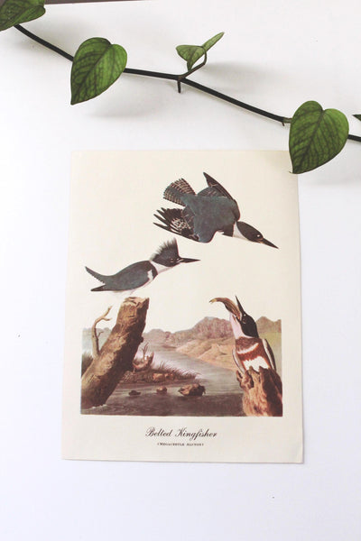 Vintage Audubon Bird Paintings Original Prints