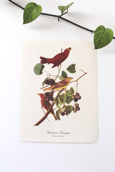 Vintage Audubon Bird Paintings Original Prints
