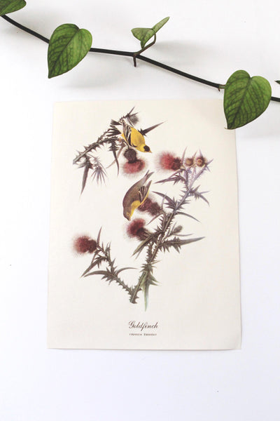 Vintage Audubon Bird Paintings Original Prints