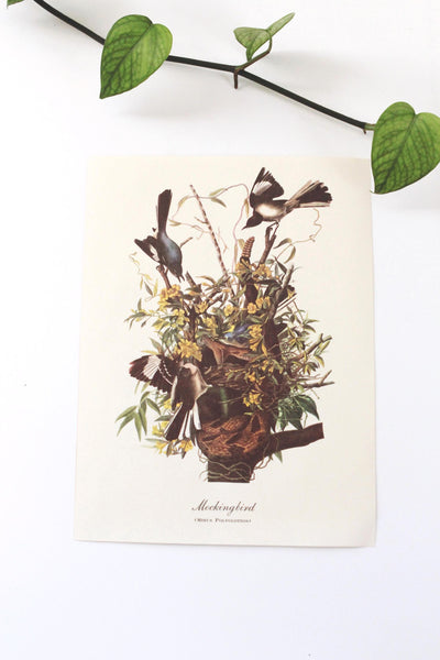 Vintage Audubon Bird Paintings Original Prints
