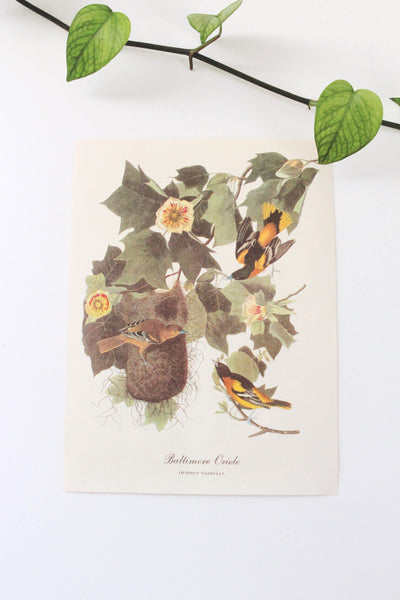 Vintage Audubon Bird Paintings Original Prints