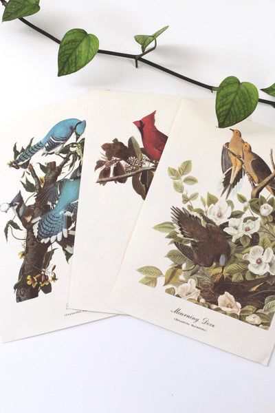 Vintage Audubon Bird Paintings Original Prints