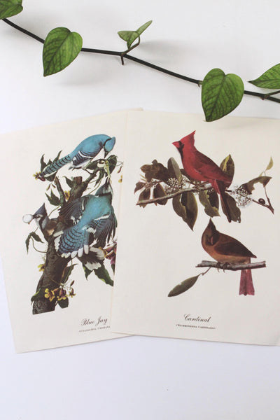Vintage Audubon Bird Paintings Original Prints