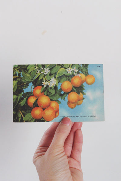 Vintage Postcard with Framing Options Zion Florida Rockies | Sold Individually