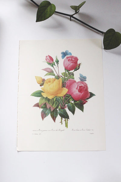 Vintage P. J. Redoute Book Plates Flora Bouquets Prints | Sold Individually