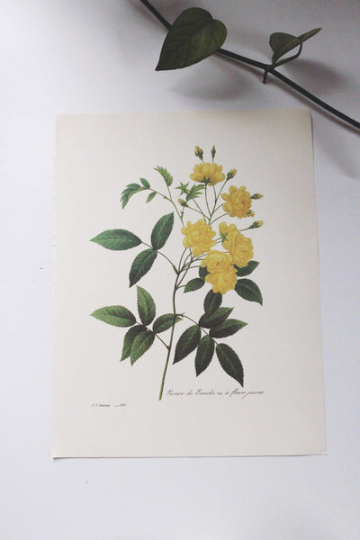 Vintage P. J. Redoute Book Plates Flora Bouquets Prints | Sold Individually