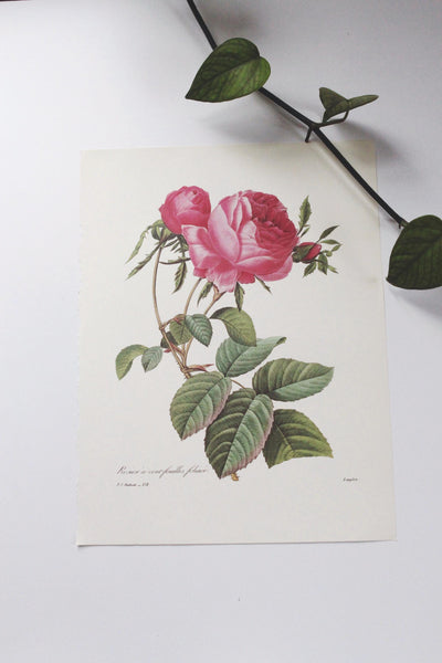 Vintage P. J. Redoute Book Plates Flora Bouquets Prints | Sold Individually