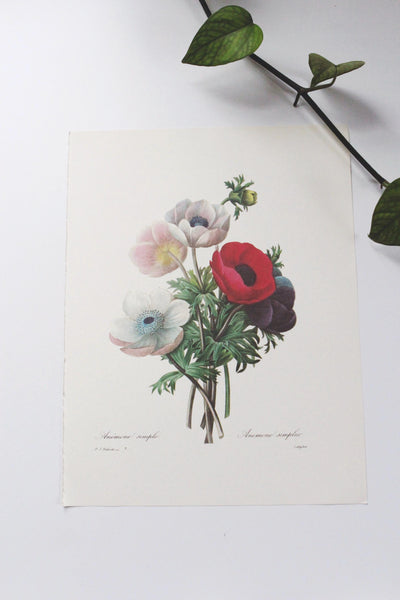 Vintage P. J. Redoute Book Plates Flora Bouquets Prints | Sold Individually