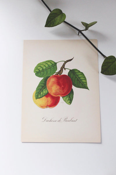 Vintage Sidney Z. Lucas 1951 Fruit Bouquet Prints | Sold Individually