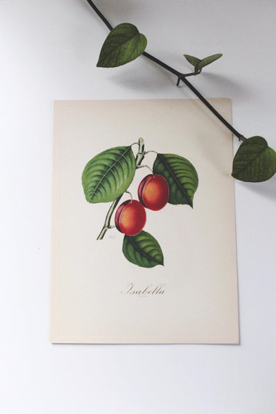 Vintage Sidney Z. Lucas 1951 Fruit Bouquet Prints | Sold Individually