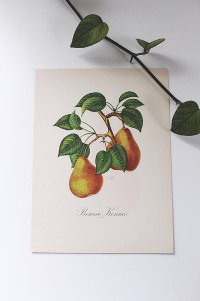 Vintage Sidney Z. Lucas 1951 Fruit Bouquet Prints | Sold Individually