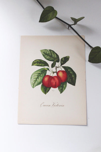 Vintage Sidney Z. Lucas 1951 Fruit Bouquet Prints | Sold Individually