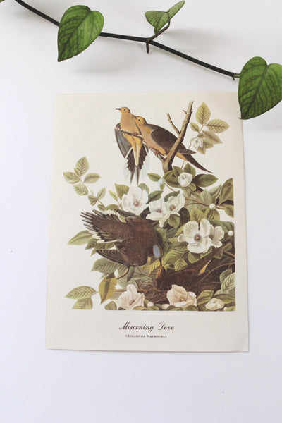 Vintage Audubon Bird Paintings Original Prints