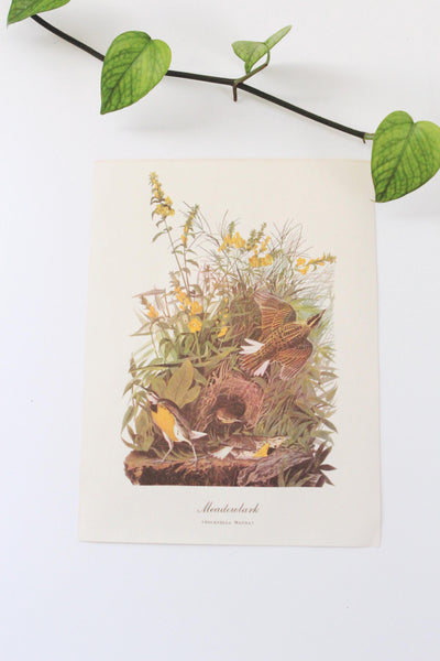Vintage Audubon Bird Paintings Original Prints