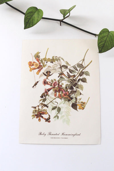Vintage Audubon Bird Paintings Original Prints