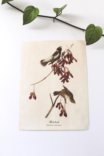 Vintage Audubon Bird Paintings Original Prints