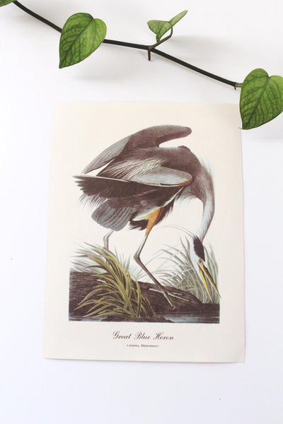 Vintage Audubon Bird Paintings Original Prints