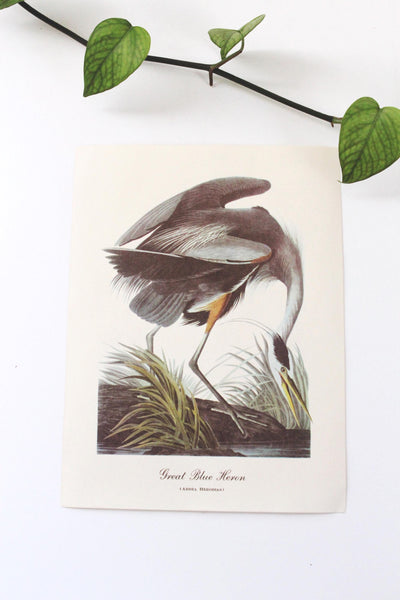 Vintage Audubon Bird Paintings Original Prints