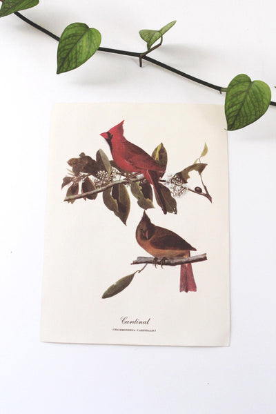 Vintage Audubon Bird Paintings Original Prints