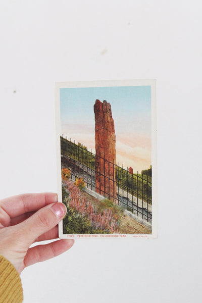 Vintage Postcard with Framing Options Yellowstone Chicago | Sold Individually