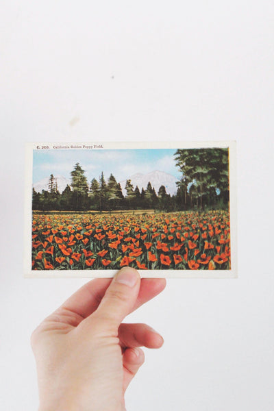 Vintage California Postcards Collection Set - Poppy, Oranges, Landscapes, Coastal