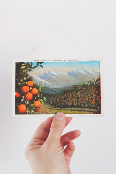 Vintage California Postcards Collection Set - Poppy, Oranges, Landscapes, Coastal